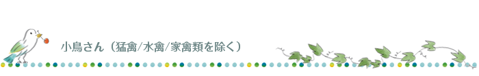 小鳥さん